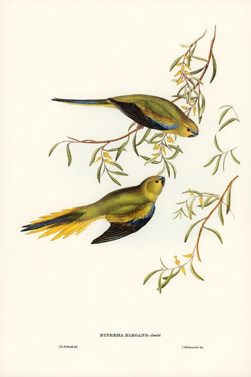 Picture of ELEGANT GRASS-PARAKEET-EUPHEMA ELEGANS