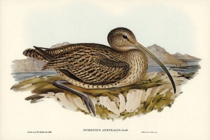 Picture of AUSTRALIAN CURLEW-NUMENIUS AUSTRALIS