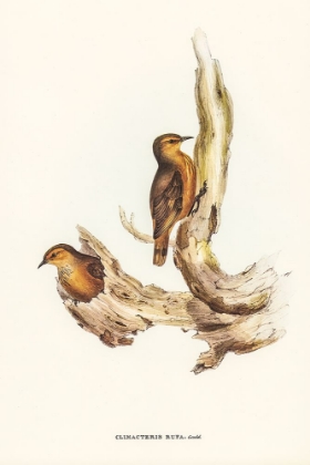 Picture of RUFOUS TREE-CREEPER-CLIMACTERIS RUFA