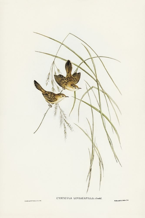 Picture of LINEATED WARBLER-CYSTICOLA LINEOCAPILLA