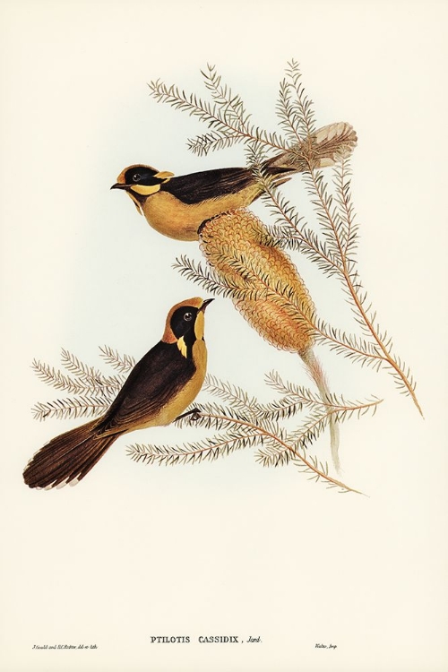 Picture of HELMETED HONEY-EATER-PTILOTIS CASSIDIX