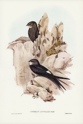 Picture of AUSTRALIAN SWIFT-CYPSELUS AUSTRALIS