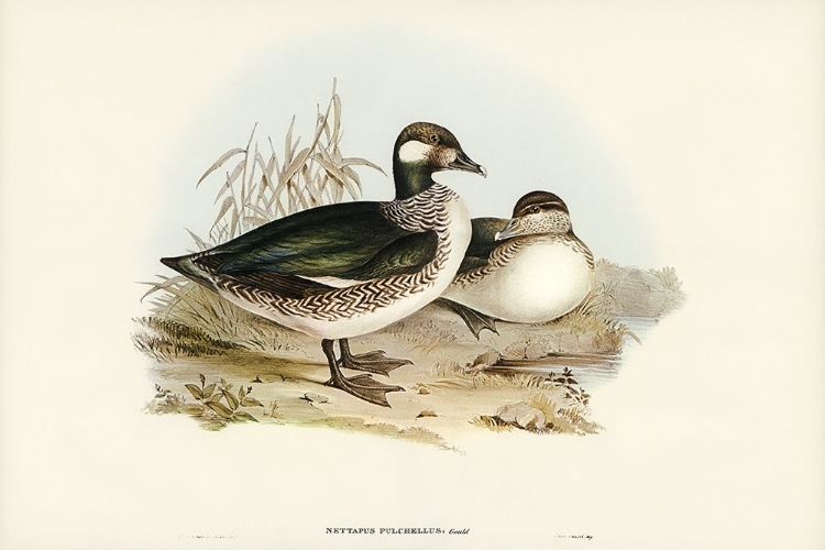 Picture of BEAUTIFUL PYGMY GOOSE-NETTAPUS PULCHELLUS