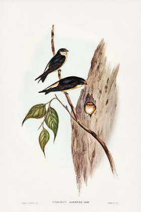 Picture of TREE MARTIN-COLLOCALIA ARBOREA