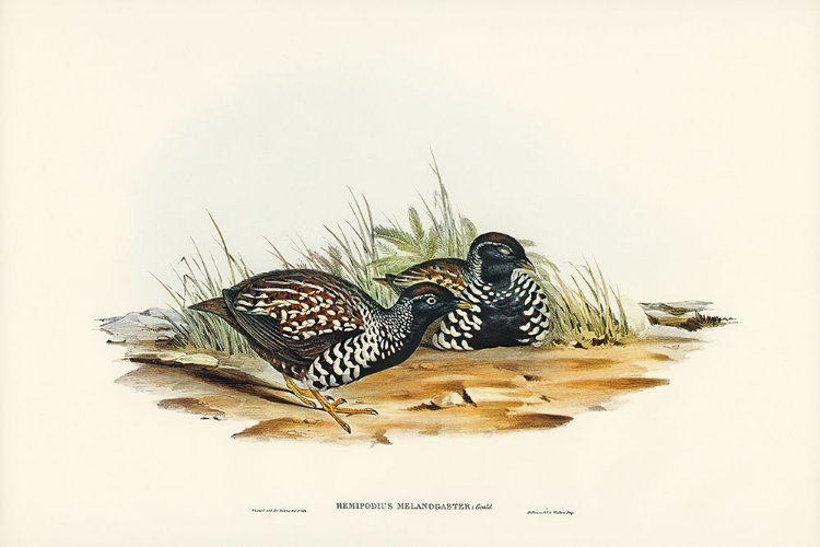 Picture of BLACK-BREASTED HEMIPODE-HEMIPODIUS MELANOGASTER