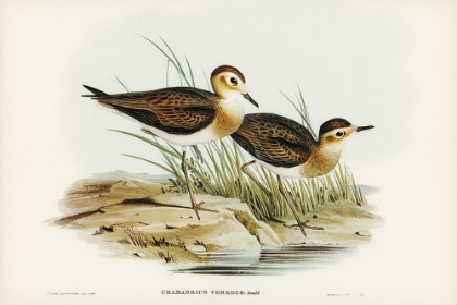 Picture of BROWN PLOVER-CHARADRIUS VEREDUS