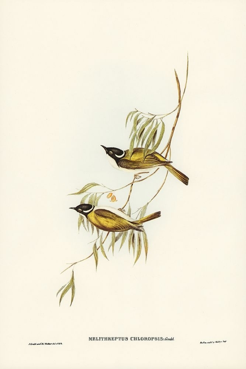 Picture of SWAN RIVER HONEY-EATER-MELITHREPTUS CHLOROPSIS