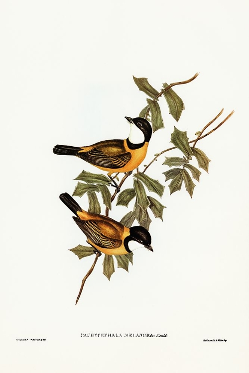 Picture of BLACK-TAILED PACHYCEPHALA-PACHYCEPHALA MELANURA