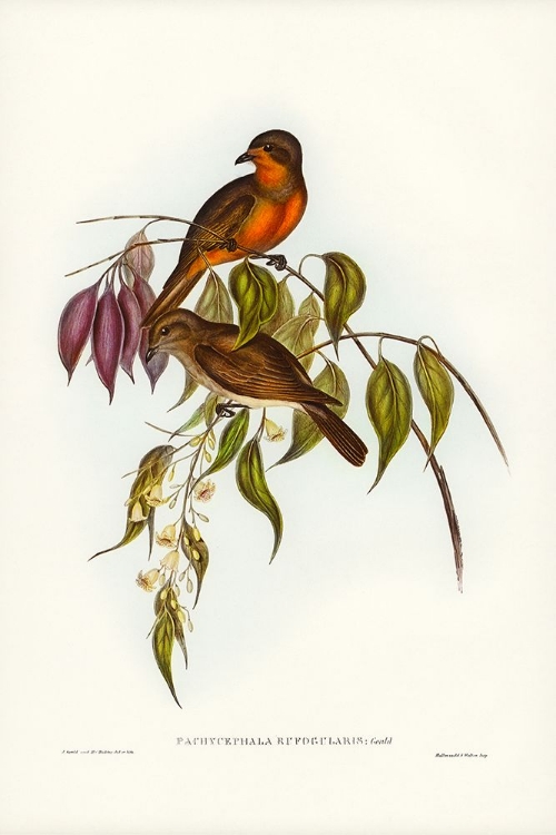 Picture of RED-THROATED PACHYCEPHALA-PACHYCEPHALA RUFOGULARIS