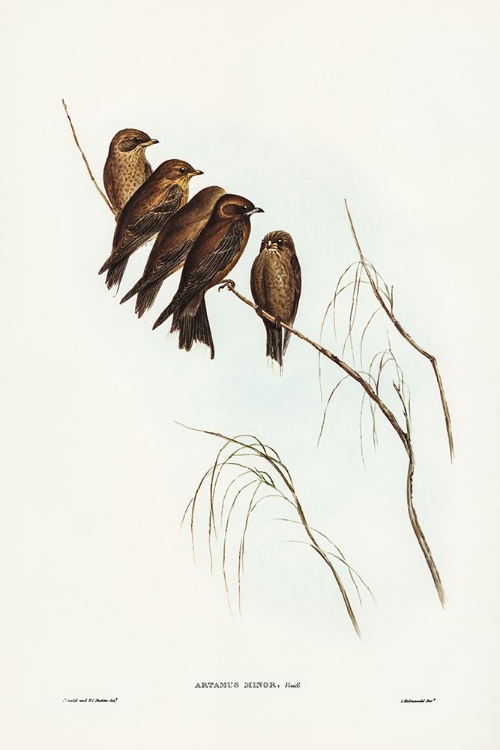 Picture of LITTLE WOOD SWALLOW-ARTAMUS MINOR-VIEILL