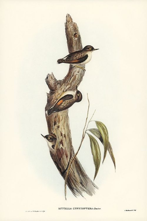 Picture of ORANGE-WINGED SITTELLA-SITTELLA CHRYSOPTERA