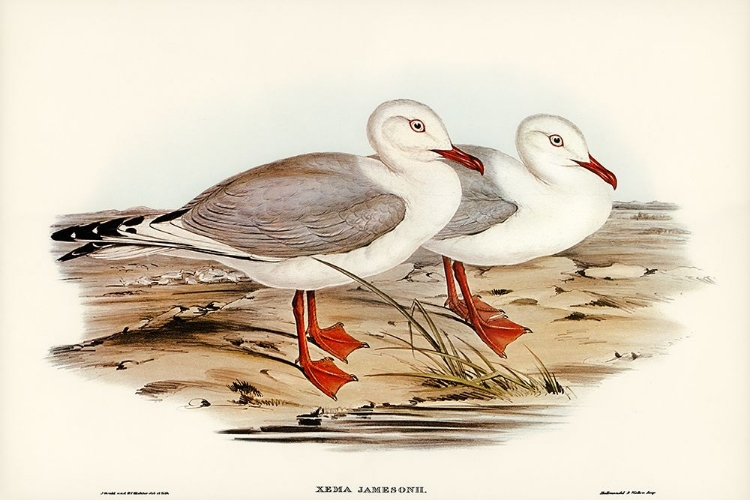 Picture of JAMESONS GULL-XEMA JAMESONII