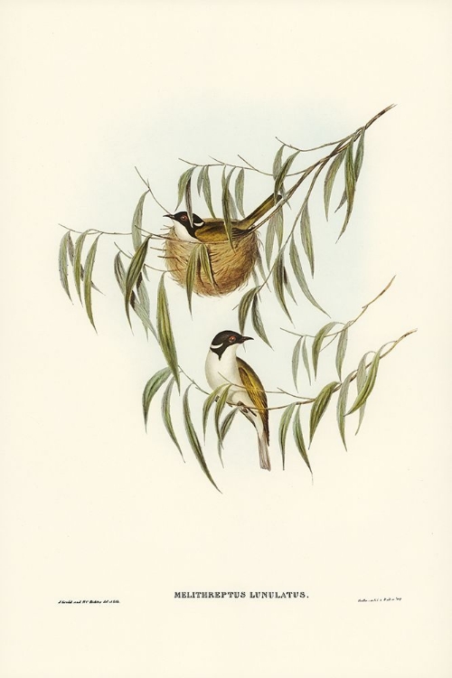 Picture of LUNULATED HONEY-EATER-MELITHREPTUS LUNULATUS