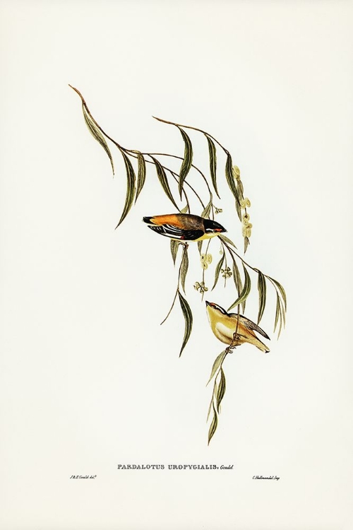 Picture of YELLOW-RUMPED PARDALOTE-PARDALOTUS UROPYGIALIS