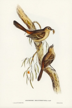 Picture of SCRUB ROBIN-DRYMODES BRUNNEOPYGIA