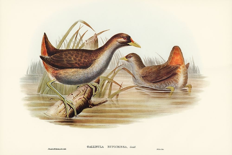 Picture of RUFOUS-VENTED GALLINULE-GALLINULA RUFICRISSA