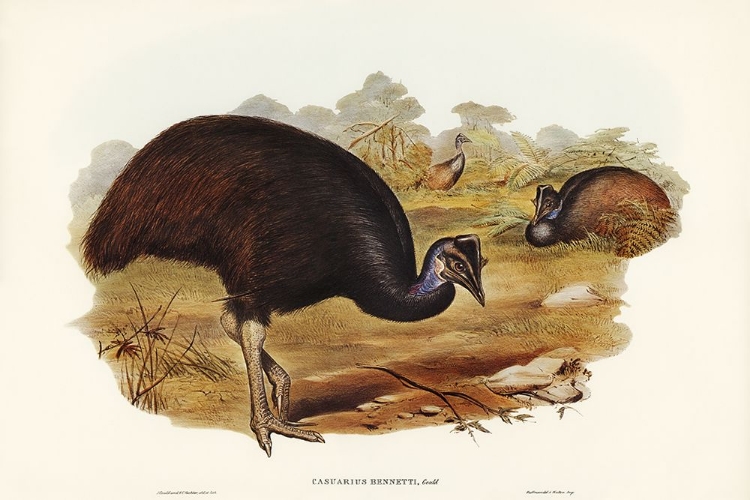 Picture of BENNETTS CASSOWARY-CASUARIUS BENNETTI