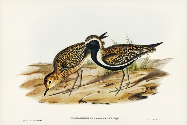 Picture of AUSTRALIAN GOLDEN PLOVER-CHARADRIUS XANTHOCHEILUS