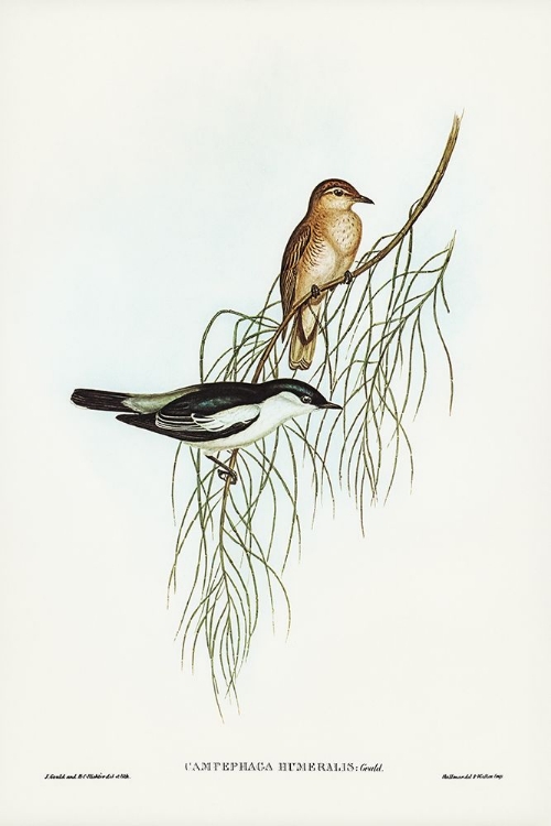 Picture of WHITE-SHOULDERED CUCKOOSHRIKE-CAMPEPHAGA HUMERALIS