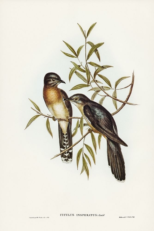 Picture of BRUSH CUCKOO-CUCULUS INSPERATUS