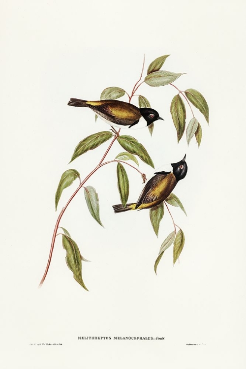 Picture of BLACK-HEADED HONEY-EATER-MELTHREPTUS MELANOCEPHALUS