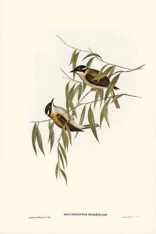 Picture of BLACK-THROATED HONEY-EATER-MELITHREPTUS GULARIS