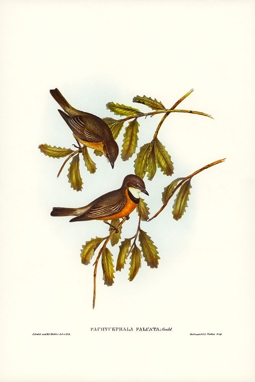 Picture of LUNATED PACHYCEPHALA-PACHYCEPHALA FALCATA