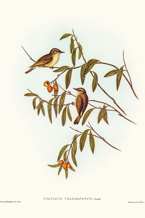 Picture of GREEN-BACKED GERYGONE-GERYGONE CHLORONOTUS