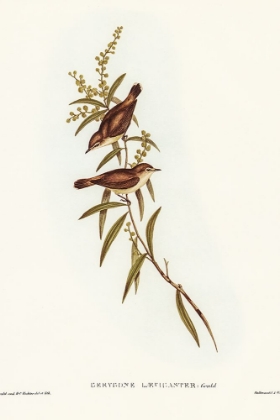 Picture of BUFF-BREASTED GERYGONE-GERYGONE LAEVIGASTER