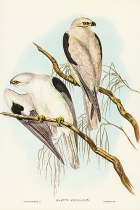 Picture of SQUARE-TAILED KITE-MILVUS INSURES