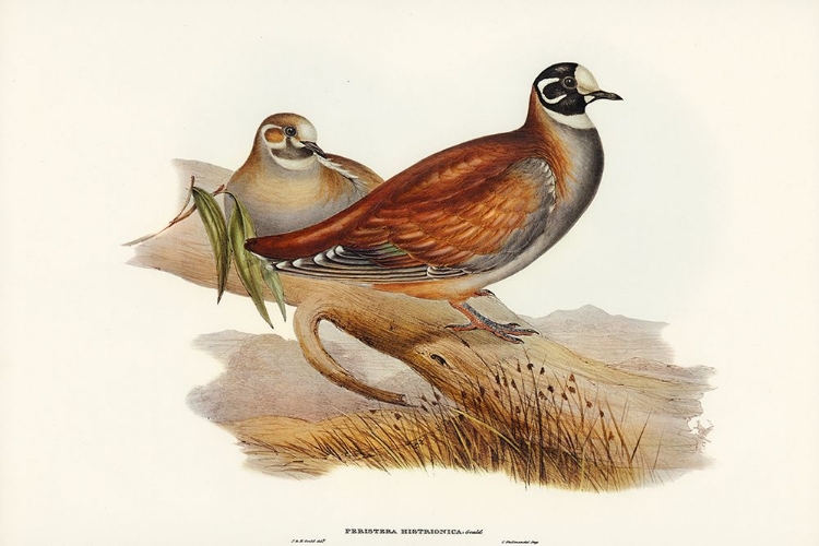 Picture of HARLEQUIN BRONZE-WING-PERISTERA HISTRIONICA