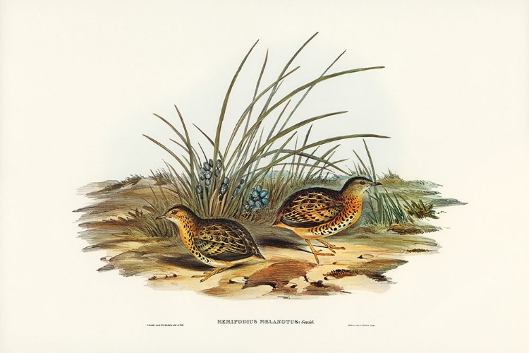 Picture of BLACK-BACKED HEMIPODE-HEMIPODIUS MELANOTUS