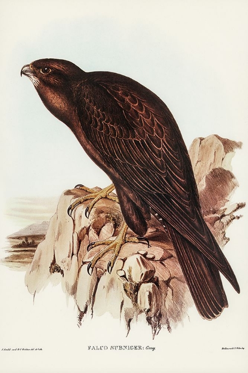 Picture of BLACK FALCON-FALCO SUNNIER