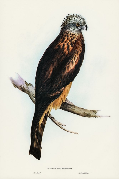 Picture of SQUARE-TAILED KITE-MILVUS INSURES