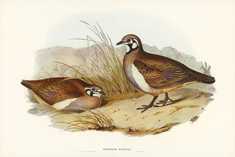 Picture of PARTRIDGE BRONZE-WING-GEOPHAPS SCRIPTA