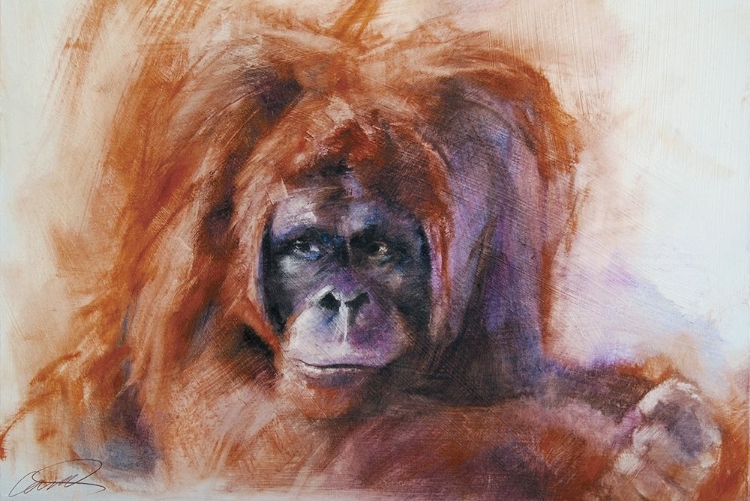 Picture of THE DAYDREAMER ORANGUTAN