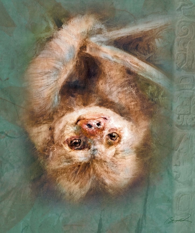 Picture of TWO-TOED SLOTH