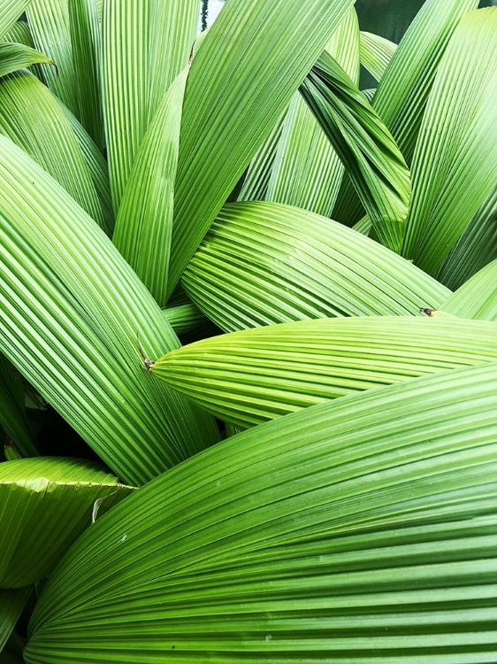 Picture of MONSTER LEAVES I