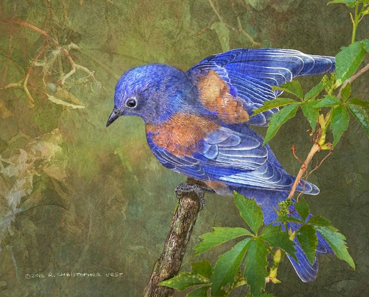 Somerset House - Images. VIRGINIA CREEPER BLUEBIRD