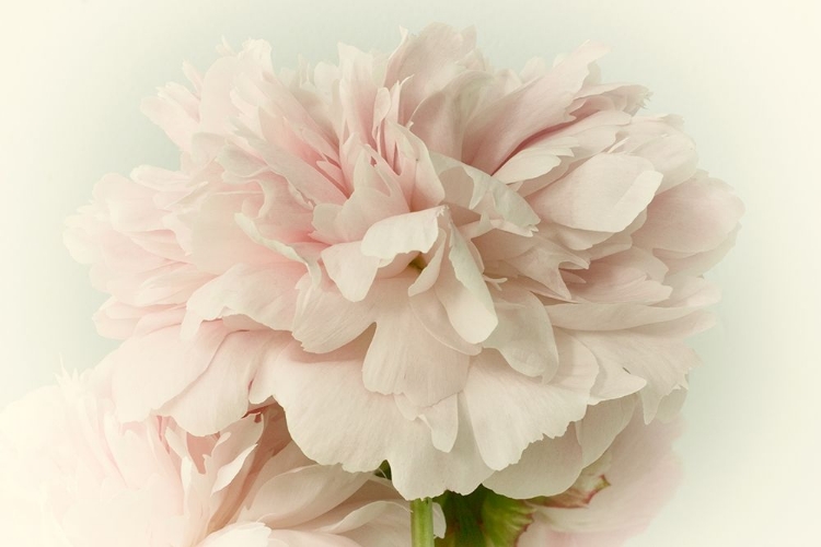 Picture of SOFT PEONY