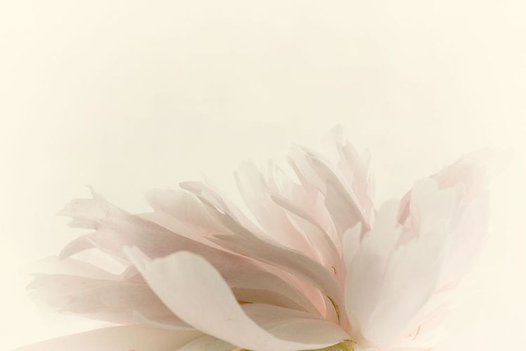 Picture of PALE PETALS