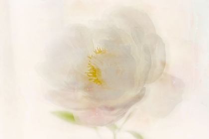 Picture of SOFT WHITE PEONY