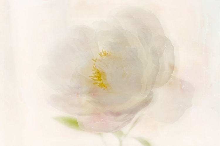 Picture of SOFT WHITE PEONY