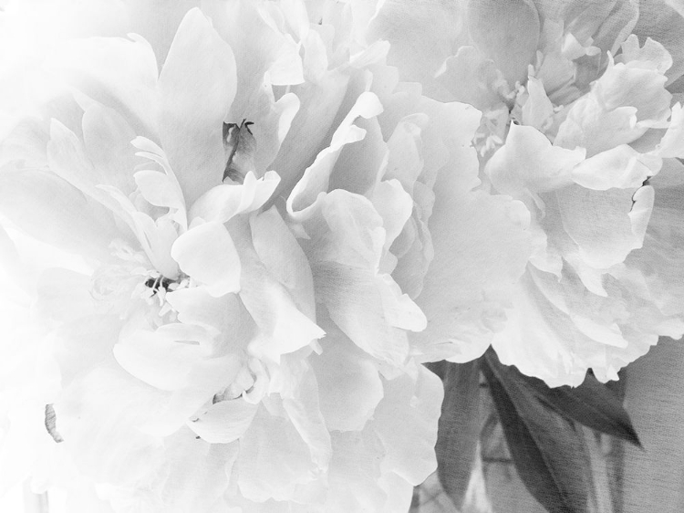 Picture of PEONIES IN WHITE II