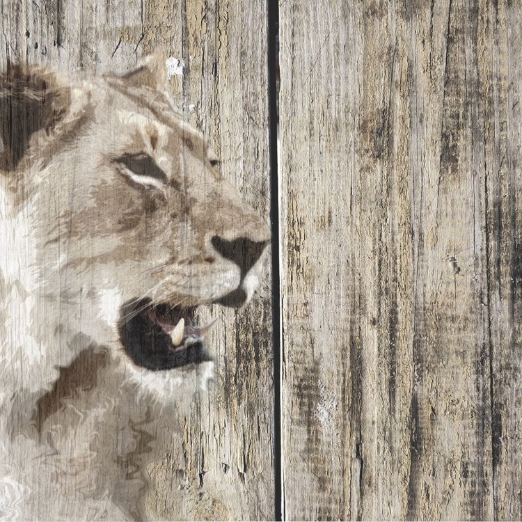 Picture of WILDHEADS LIONESS