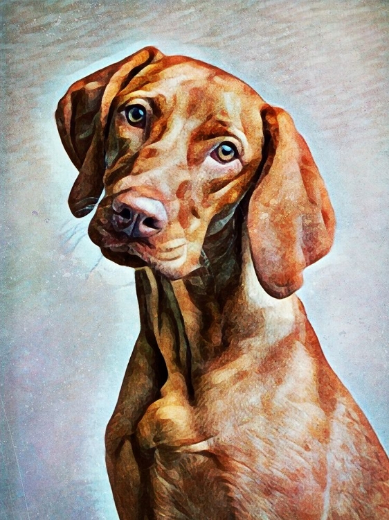 Picture of HUNGARIAN VIZSLA ADORATION