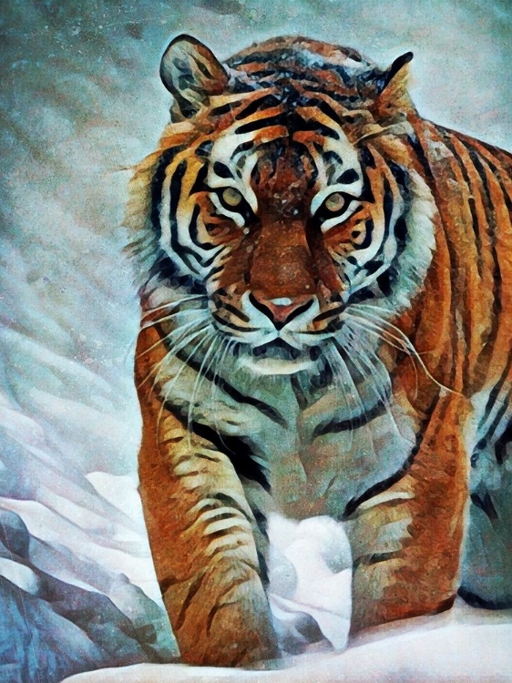 Picture of SIBERIAN TIGER STALKING 