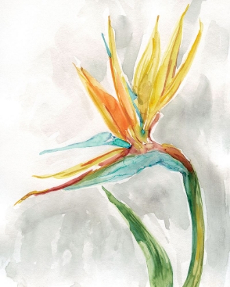 Picture of BIRD OF PARADISE II