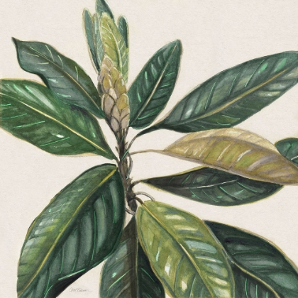 Picture of MAGNOLIA LEAVES II