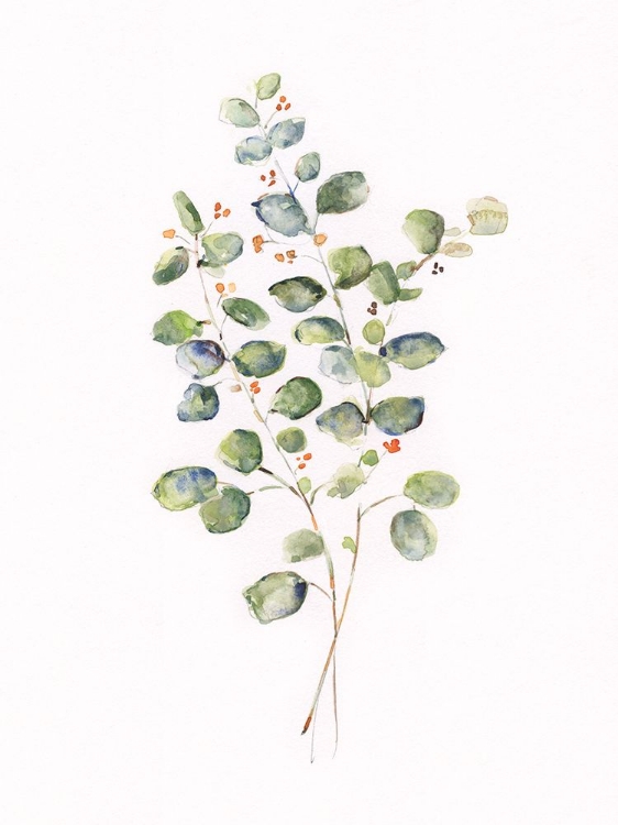 Picture of EUCALYPTUS II